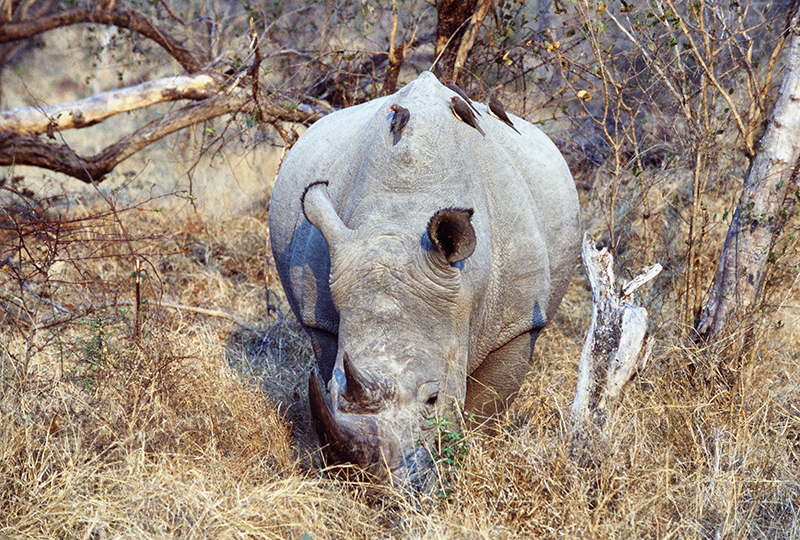 Rhino